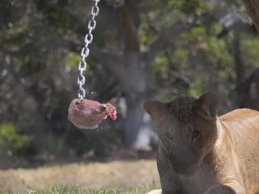 Animals keep cool through east coast heatwave