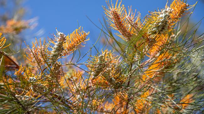 COPYRIGHT WARNING for Moreton Life ONLY. Phone Kylie Knight 3480 8226. CREEC Community Nursery manager Warwick Hill. Story on growing native plants to attract animals to the garden.