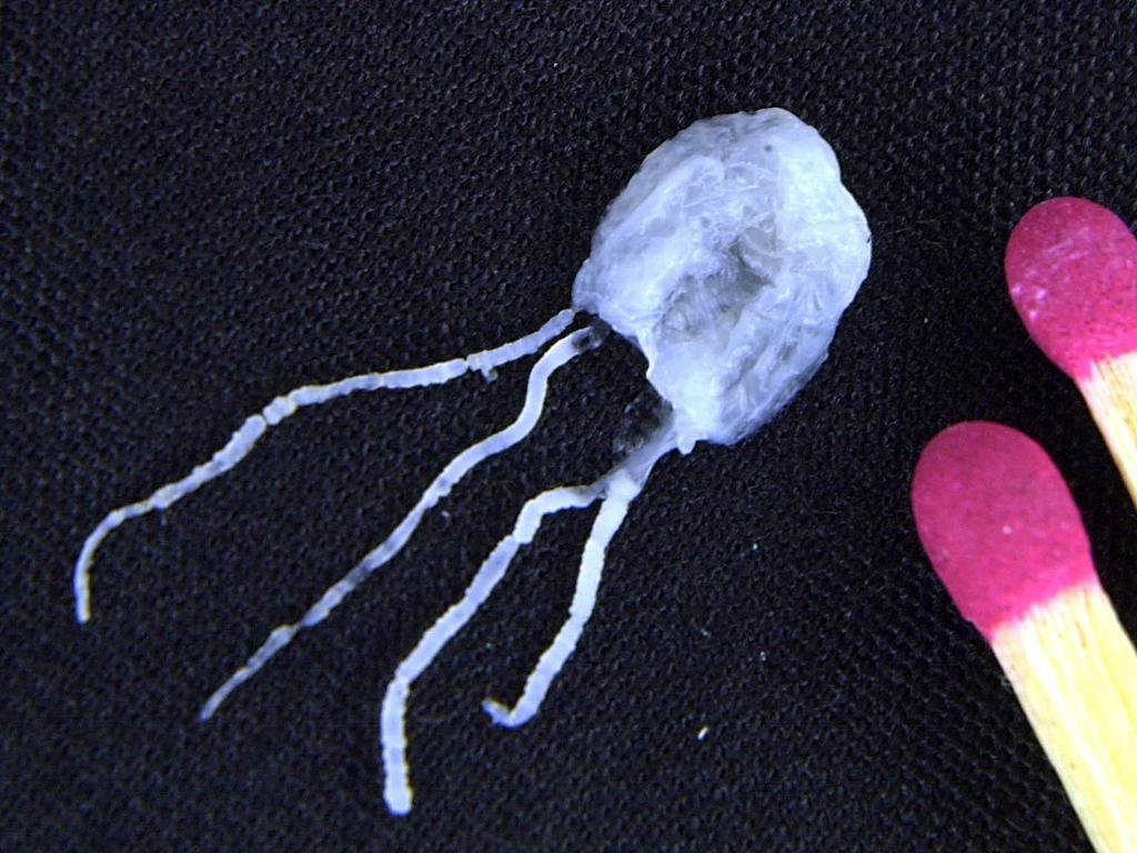 A tiny but fully grown deadly irukandji jellyfish lies next to match sticks for size comparison.