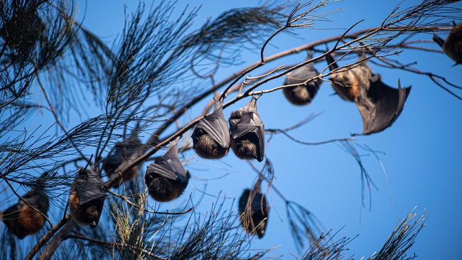 Hunters Hill Council is looking to move on many of the flying foxes near Tarban Creek, Huntleys Cove. (AAP, Flavio Brancaleone)