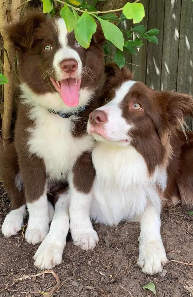 Ipswich Cutest Dog Competition 2022: Andrew Horrocks' dogs.