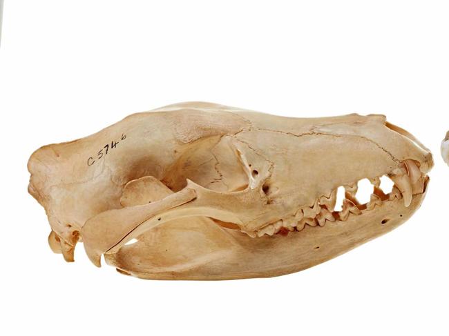 Skull of a thylacine. Picture: Melbourne University