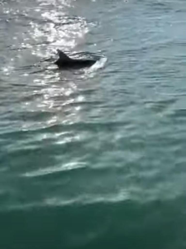 The dolphins were spotted in the Grand Canal, near St Mark's Square.