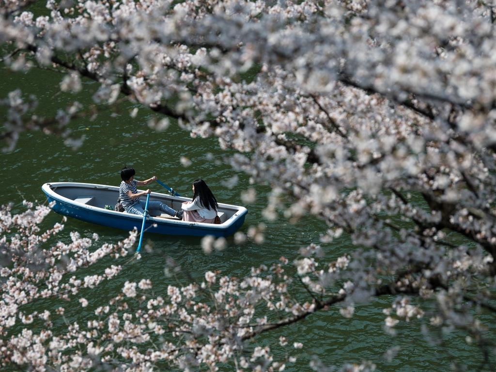 A couple row a boat past cherry blossom on Chidorigafuchi Moat, one of twelve moats that surround the Japanese Imperial Palace, on March 25, 2018 in Tokyo, Japan. The Japanese have a long-held tradition of enjoying the blooming of cherry blossoms. The blossom is deeply symbolic, it only lasts for around one week and marks the beginning of spring. It is claimed that the short-lived existence of the blossom taps into a long-held appreciation of the beauty of the fleeting nature of life, as echoed across the nation’s cultural heritage. Picture: Getty Images