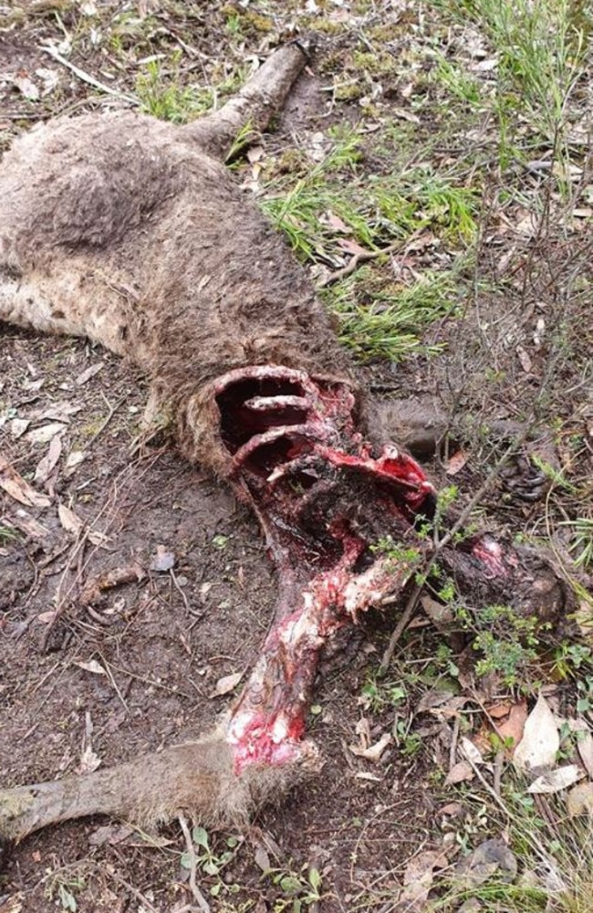 A woman shared a photo of a maimed kangaroo carcass she found on her property. Picture: Facebook