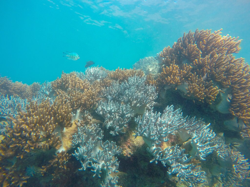 Great Barrier Reef after Cyclone Debbie | The Courier Mail