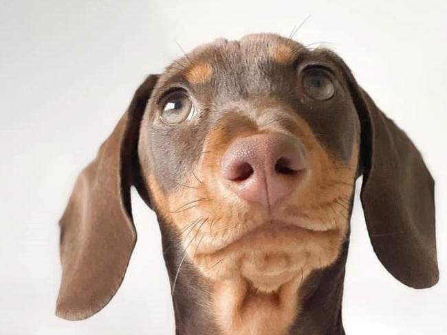 Kabi, Miniature Dachshund. Roma's cutest dog competition, 2024. Photo: Marion Mitchell.