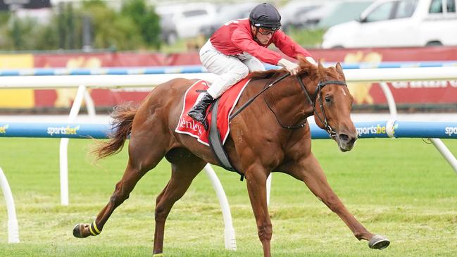 Impressive debut winner Palm Angel will attempt to stay unbeaten in the fillies’ Blue Diamond Preview at Sandown. Picture: Racing Photos via Getty Images