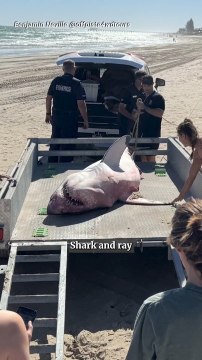 Sharks, stingrays: What's going on in SA's oceans?
