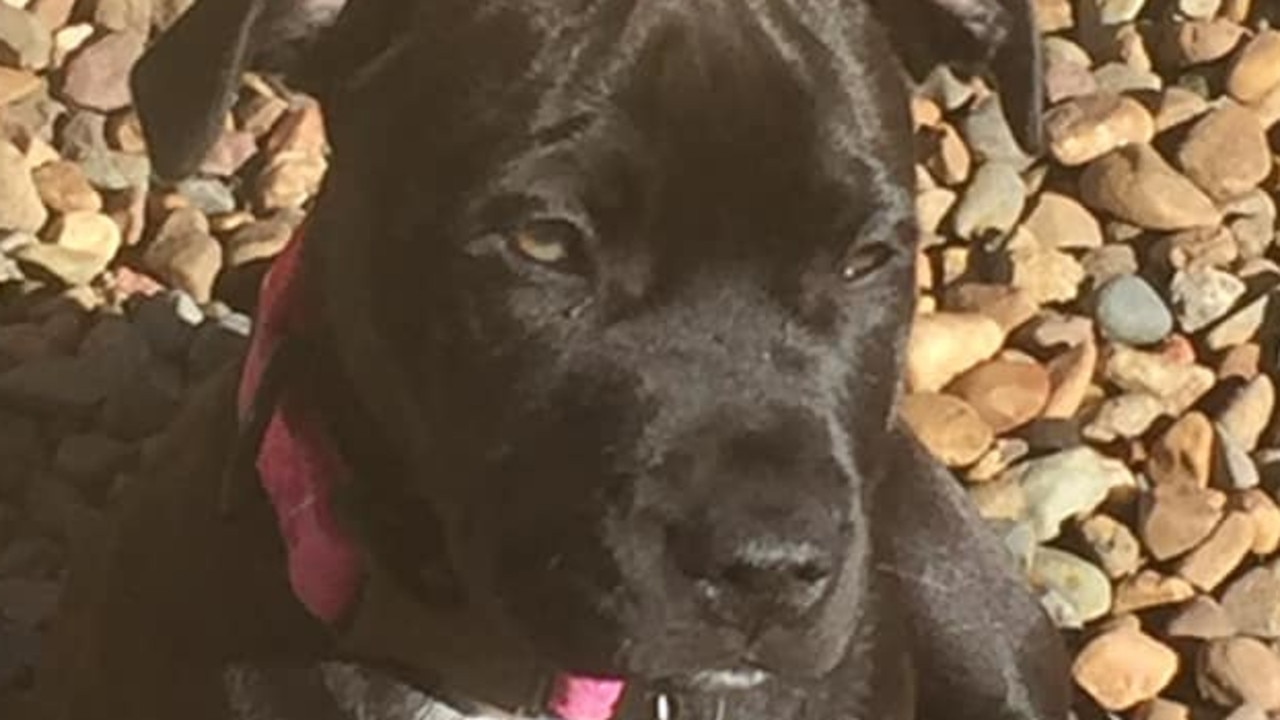 Sara Whomsley has had her puppy Gertie stolen. Image from Facebook