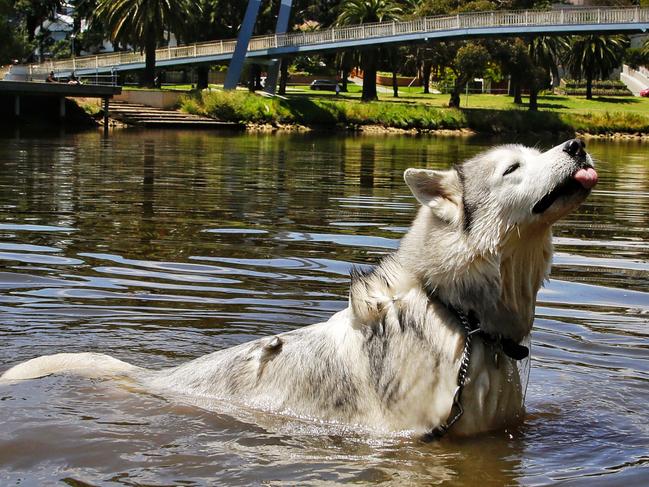 #SnapMelbourne 8 year old Siberian Husky Luka swimming in the Maribyrnong River near the Afton Street Bridge on Wednesday, November 16, 2016, in Maribyrnong, Victoria, Australia. Picture: Hamish Blair