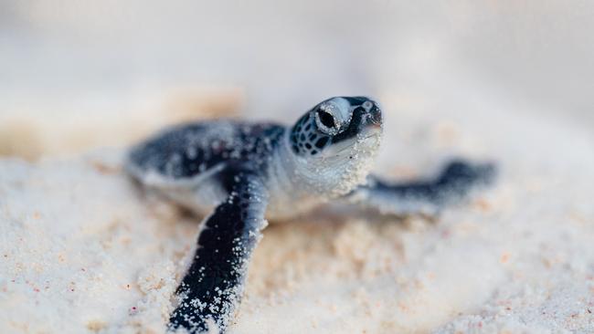 An adorable hatchling on Lady Elliot Island has tough odds ahead of it. Picture: Ross Long