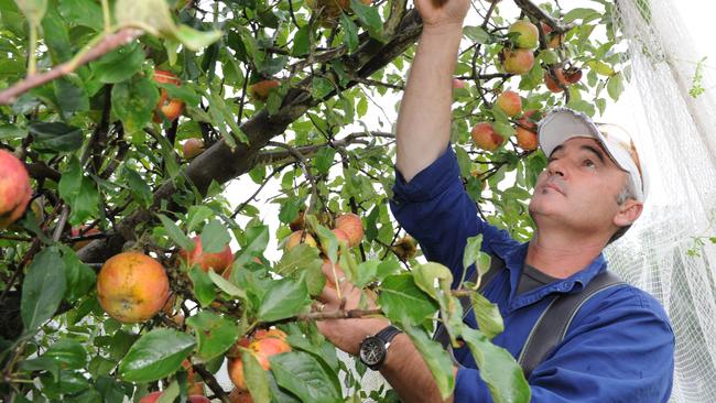 Parks Victoria dodges responsibility for closure of Petty’s Orchard ...