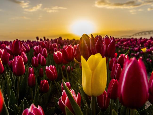 Sunset over the colorful tulip fields which have been opened to public for two days in Karatay, Konya on April 13, 2016. Picture: Getty