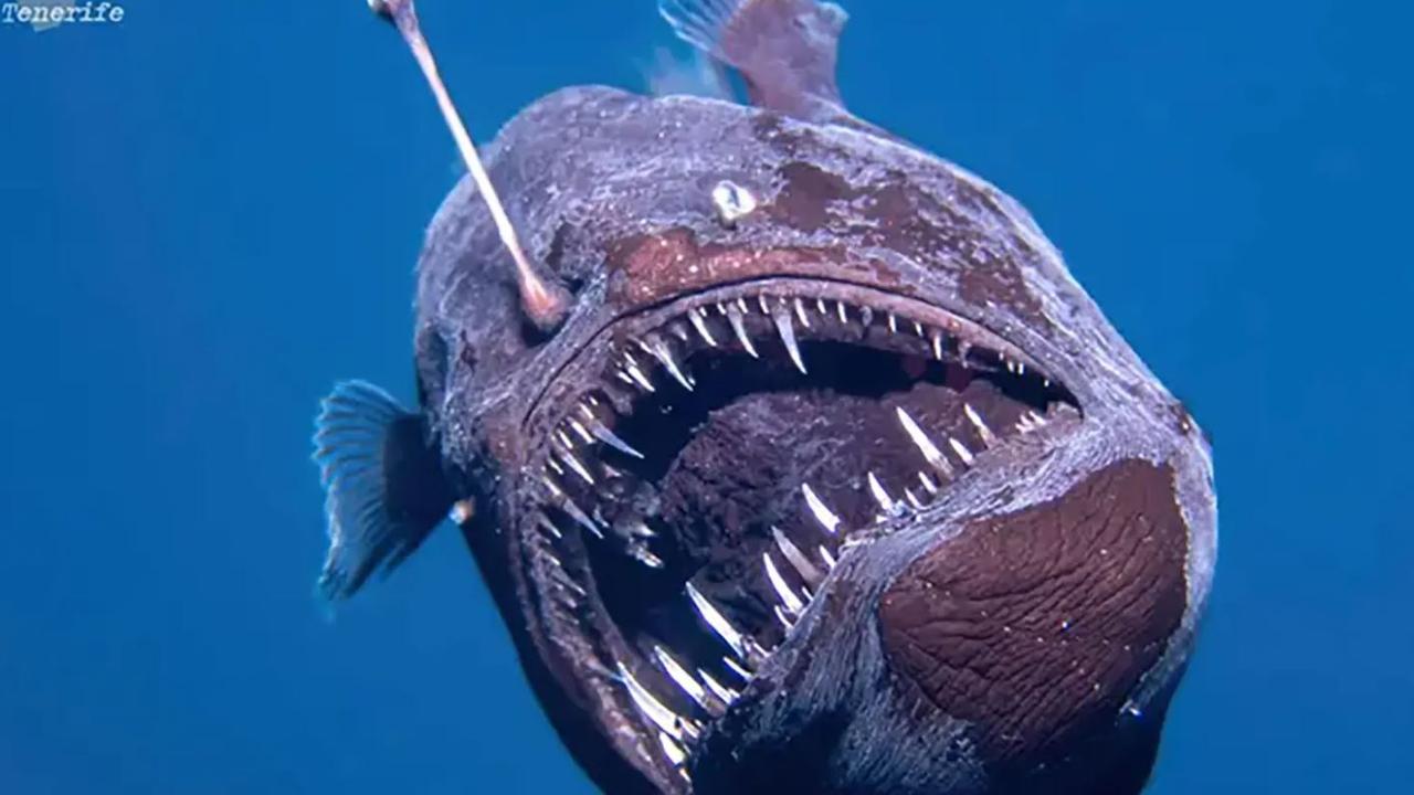 Rare deep-sea anglerfish, also known as the 'black seadevil', with sharp teeth, spotted swimming near the surface of the water near the Canary Islands.