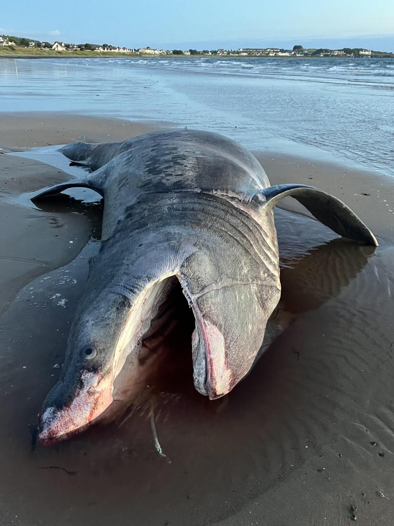 The creature had washed up on a beach in Scotland on Sunday. Picture: Jam Press/Yolanda McCall