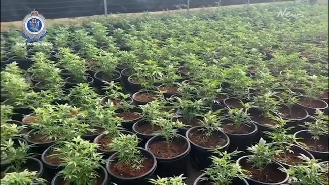 $10million worth of cannabis seized in NSW