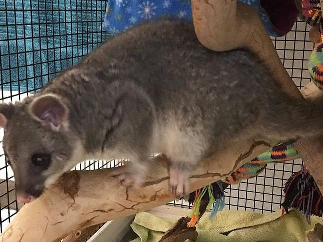 Jasmine the possum almost all grown up. Picture: NQ Wildlife Care