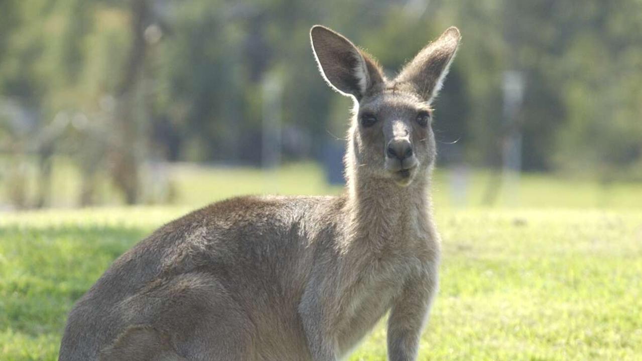 02/10/02   113234b
Kangaroo at the University of the Sunshine Coast
Photo: Lou O'Brien / Sunshine Coast Daily