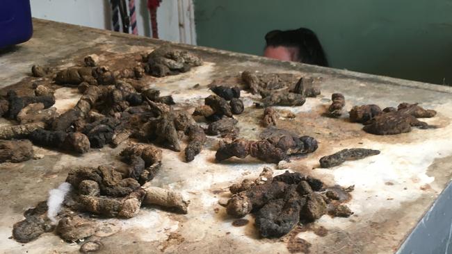 A build up of faeces on top of a cage used to contain cats. Picture: Supplied/SACAT