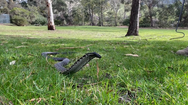 Snake catcher Chris Daly is warning the public about the upcoming snake season