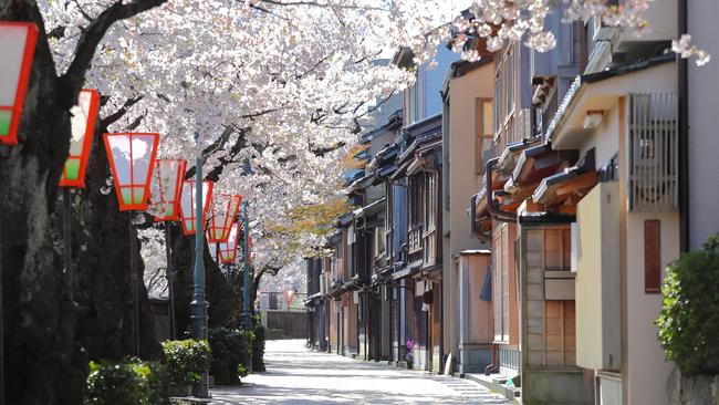 Cherry blossoms on a street in Kanazawa, Japan.