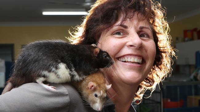 AWLQ Education Manager Kathryn Calthorpe with undesexed males Harry (black) and Ron (cinnamon) are in need of a good home and a diet. Picture Glenn Hampson