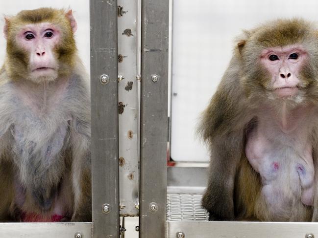 This May 28, 2009, photo provided by the University of Wisconsin at Madison via the journal Science shows Rhesus monkeys Canto, 27, left, who is on a restricted diet, and Owen, 29, right, who is on an unrestricted diet, at the Wisconsin National Primate Research Center at the University of Wisconsin-Madison. The two are among the oldest surviving subjects in a pioneering study of the links between diet and aging in Rhesus macaque monkeys. The 20-year study found cutting calories by almost a third slowed the aging of monkeys, and fended off death, and shows the first evidence that it delays the diseases of aging in primates too, researchers from the University of Wisconsin report in the Friday, July 10, 2009, issue of the journal Science. (