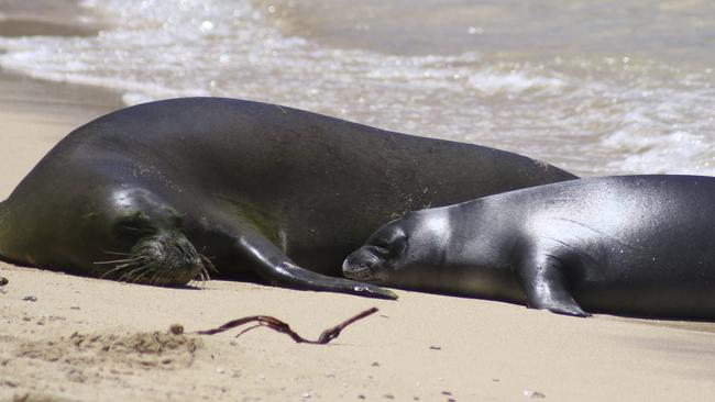 A Hawaiian monk seal pup, right, and her mother rest on a Waikiki beach in Honolulu on Tuesday, Aug. 8, 2017. State and federal authorities plan to move a newborn Hawaiian monk seal away from congested Waikiki so it can remain a wild animal and won't become accustomed to interacting with people. (AP Photo/Audrey McAvoy)