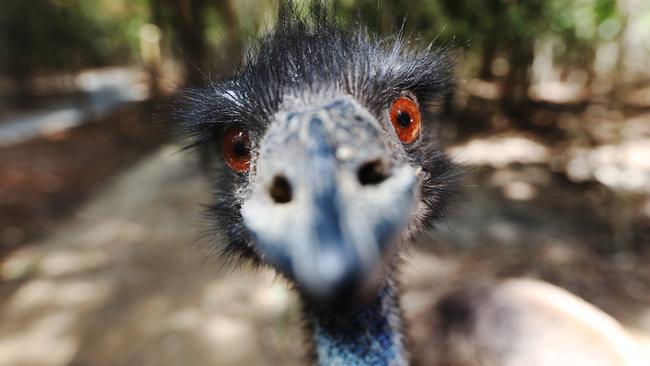 ‘You talkin’ to me?’: This is the great evil they were fighting against in the Emu Wars. It’s in his eyes. Picture: Brendan Radke.