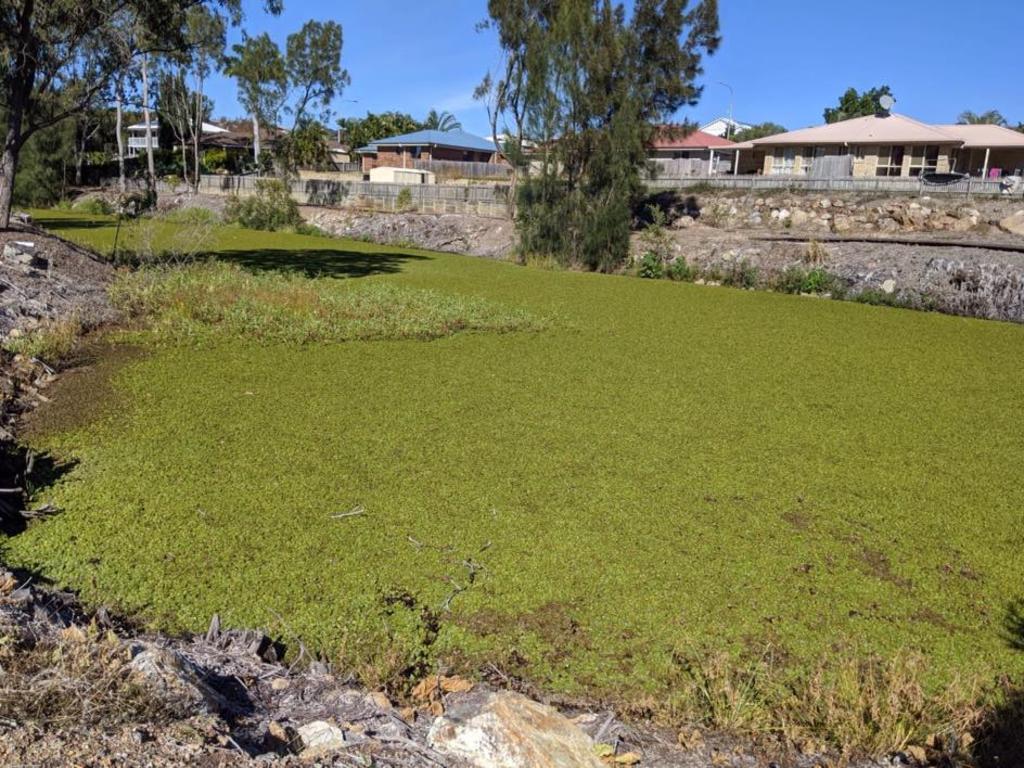 The Salvinia weed choking waterways at Beaumont Park, Clinton.