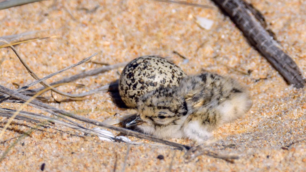 Hooded plover. Picture: Mark Lethlean