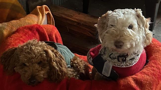 Dogs rescued by the RSPCA from Tasmanian Labradoodles. Picture: RSPCA