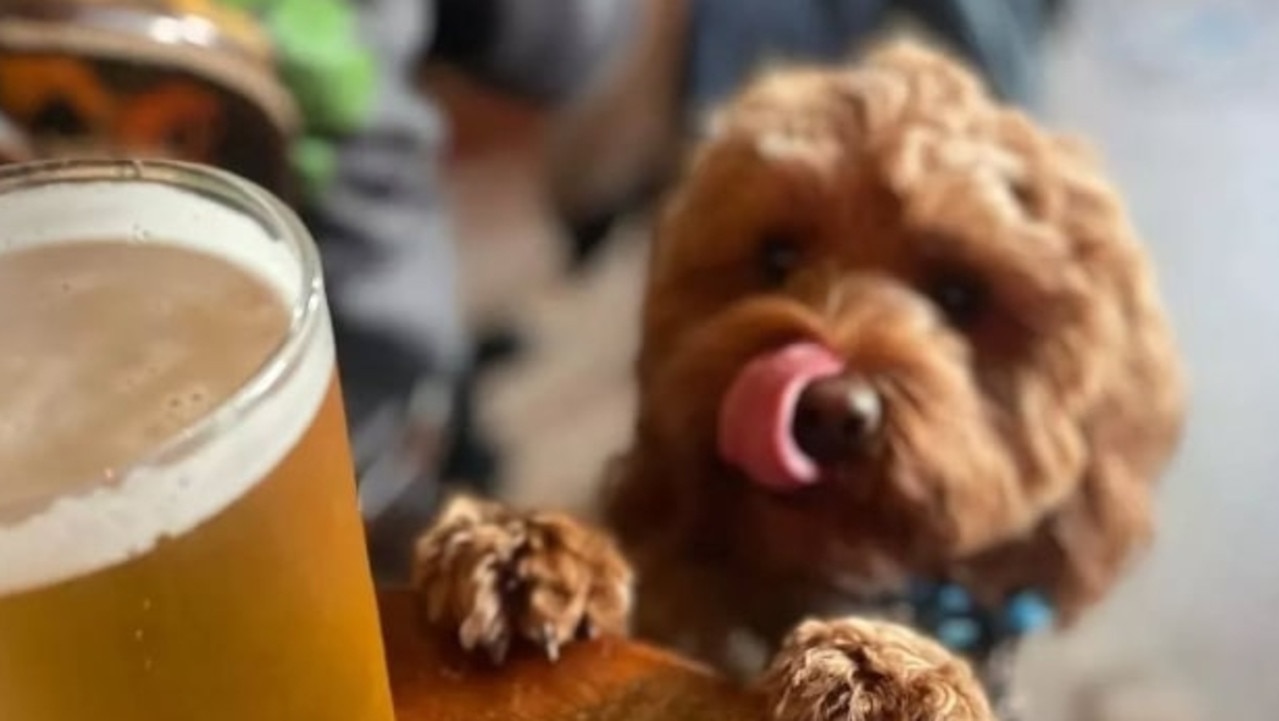 Punters have been left shattered after popular St Kilda drinking hole Freddie Wimpoles was forced to change its pet-friendly policy. Picture: Instagram