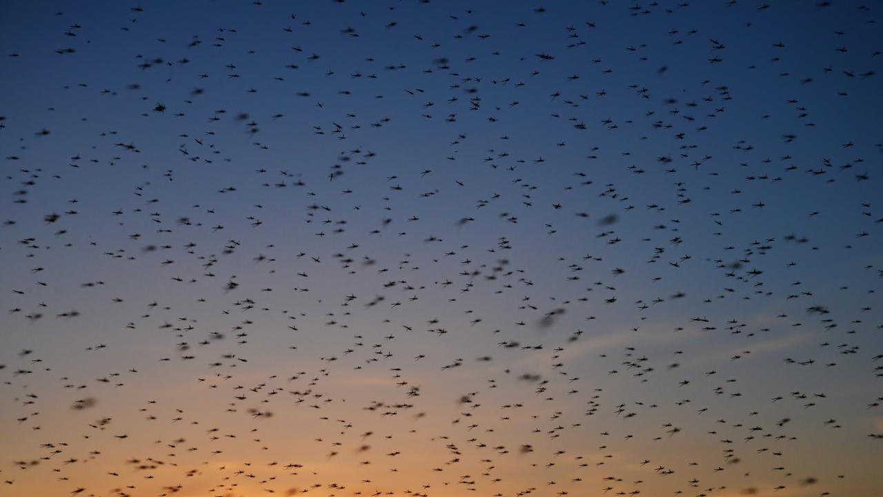 Cases of diseases like Murray River virus and Japanese encephalitis are expected to go down.