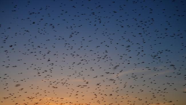 Cases of diseases like Murray River virus and Japanese encephalitis are expected to go down.