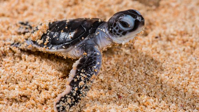 A hatchling makes its way to the water’s edge. Picture: Gary Cranitch, Queensland Museum