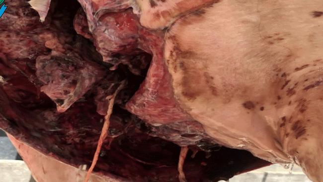 WARNING graphic images. Cliftleigh woman sentenced after shocking cruelty of her horse Lady, not administering treatment to a festering wound. Credit: RSPCA NSW