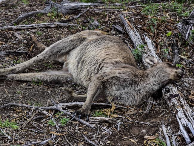 This kangaroo was shot and killed by illegal hunters. Picture: Paul McIver