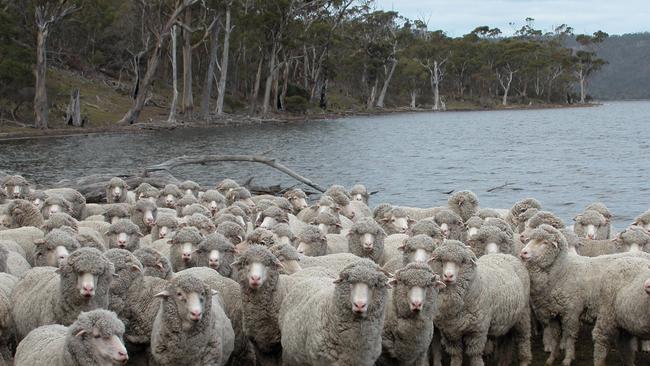 Merinos at Bangor in southern NSW. Picture: Supplied