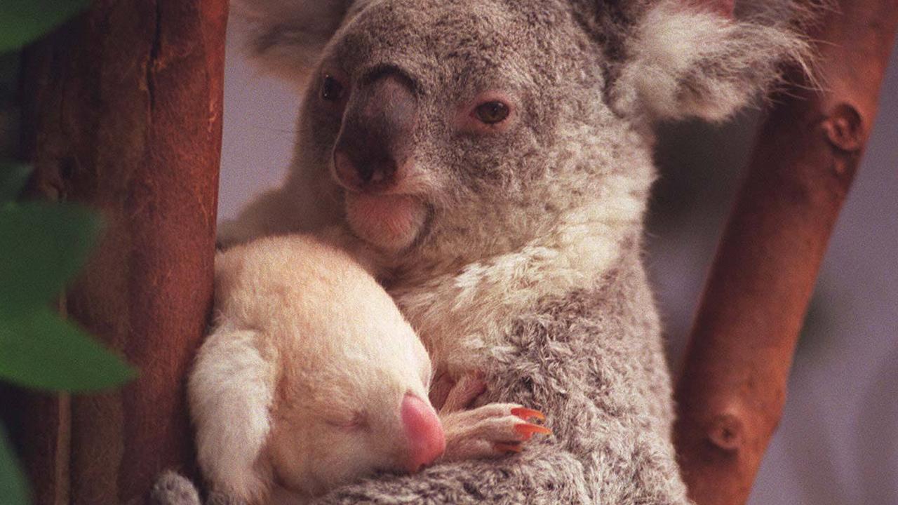 albino baby koala