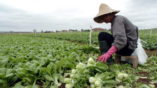 Workers busy harvesting Asian vegetables on a farm at Kemps Creek in Sydney's west.