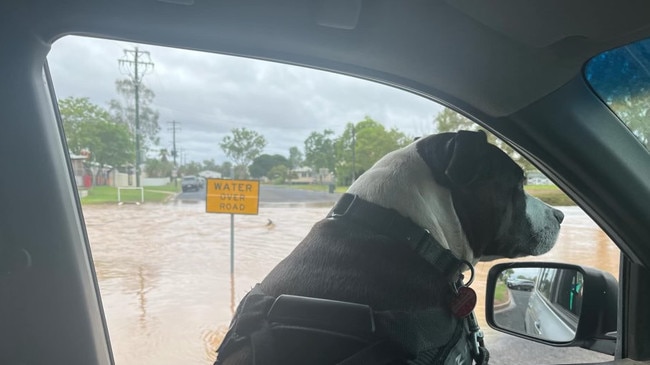 Brian McLean's dog surveys the flooding in Charleville.