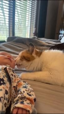 Cat welcomes new human baby into family