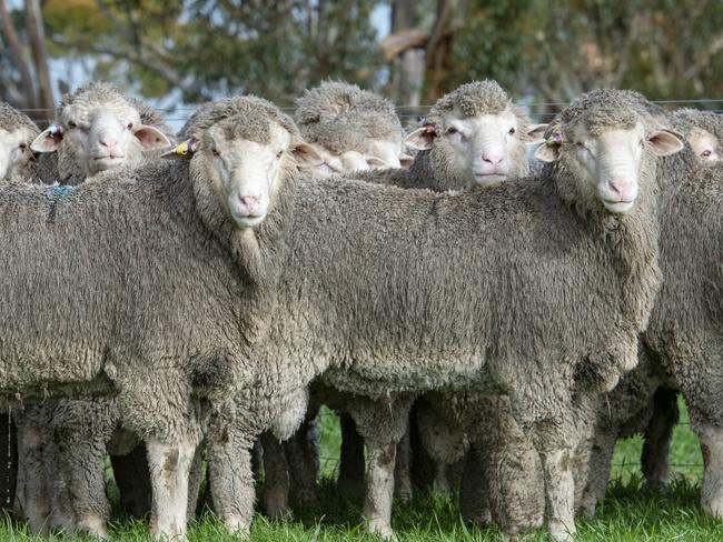 Stud Ram Buying Guide: Alan and Steven WishartAlan and Steven Wishart from InverleighPICTURED: Stud rams. PICTURE: ZOE PHILLIPS