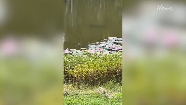 Crocodile spotted in Palm Cove