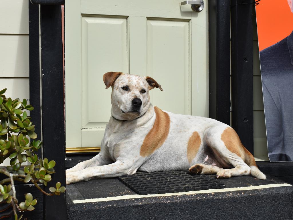 Eungella General Store shop dog, Tully. Picture: Heidi Petith