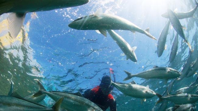 A diver in Kingfish cages owned by Clean Seas.