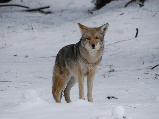 Loyal partners: A coyote on the prowl in Yosemite National Park.