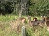Gold Coast suburbs ‘at risk’ by feral deer causing havoc